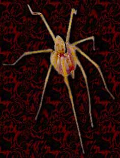 haunted portrait spider
